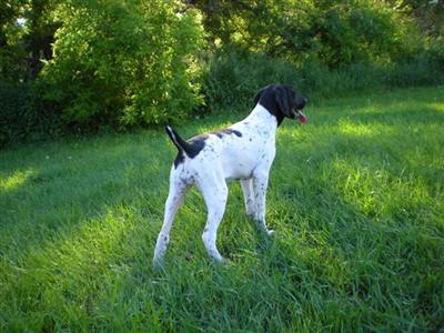 Male GSP 